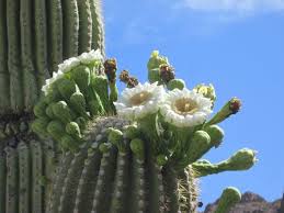 tucson cactus